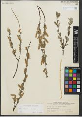 Foto von Salix repens subsp. repens L.